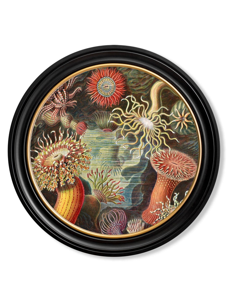 Quality Glass Fronted Framed Print, c.1904 Haeckel Flora and Fauna - Round Frames Framed Wall Art PictureVintage Frog T/AFramed Print
