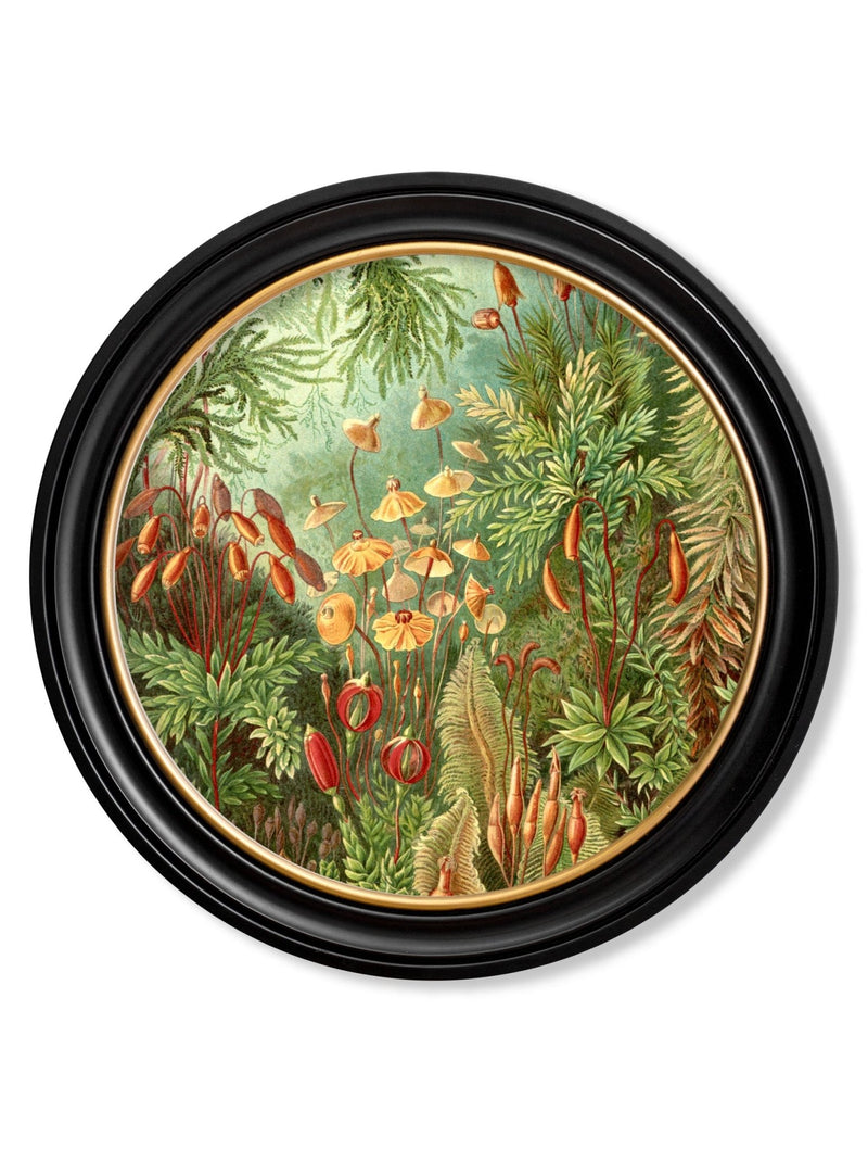 Quality Glass Fronted Framed Print, c.1904 Haeckel Flora and Fauna - Round Frames Framed Wall Art PictureVintage Frog T/AFramed Print