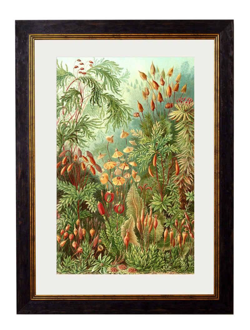 Quality Glass Fronted Framed Print, c.1904 Haeckel Flora Framed Wall Art PictureVintage Frog T/AFramed Print