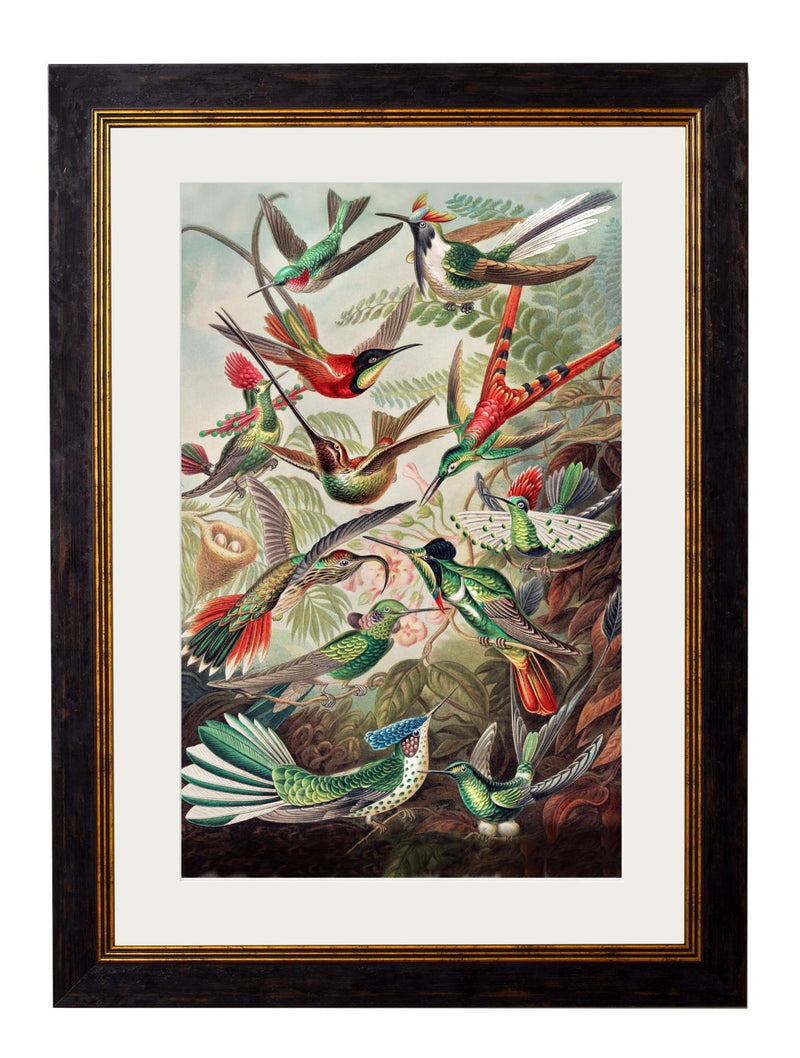 Quality Glass Fronted Framed Print, c.1904 Haeckel Hummingbirds Framed Wall Art PictureVintage Frog T/AFramed Print
