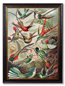 Quality Glass Fronted Framed Print, c.1904 Haeckel Hummingbirds Framed Wall Art PictureVintage Frog T/AFramed Print