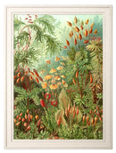 Quality Glass Fronted Framed Print, C.1904 Study Of Ferns Print Framed Wall Art PictureVintage Frog T/AFramed Print