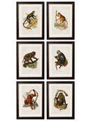 Quality Glass Fronted Framed Print, c.1910 Collection of Primates Framed Wall Art PictureVintage Frog T/AFramed Print