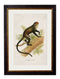 Quality Glass Fronted Framed Print, c.1910 Collection of Primates Framed Wall Art PictureVintage Frog T/AFramed Print