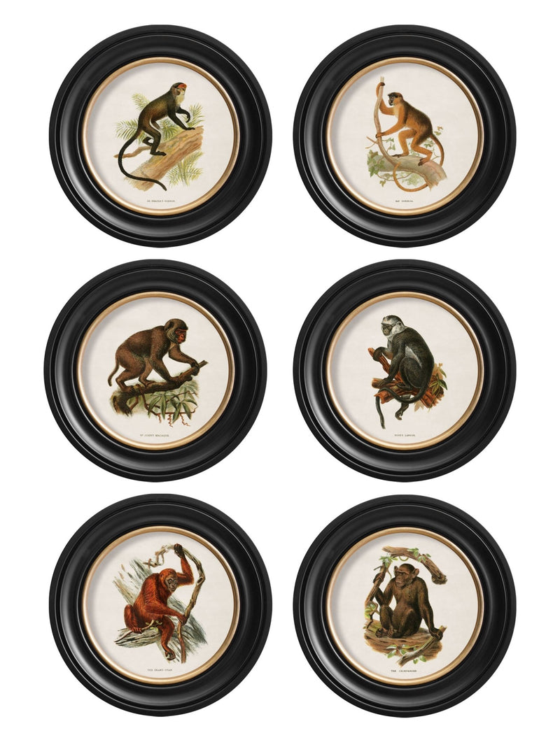Quality Glass Fronted Framed Print, c.1910 Collection of Primates in Round Frames Framed Wall Art PictureVintage Frog T/AFramed Print