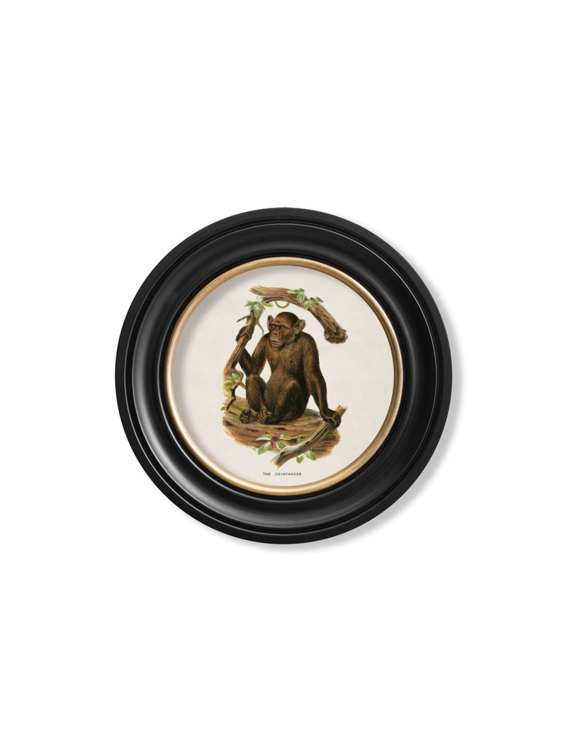 Quality Glass Fronted Framed Print, c.1910 Collection of Primates in Round Frames Framed Wall Art PictureVintage Frog T/AFramed Print