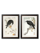 Quality Glass Fronted Framed Print, c.1910 Crows - Ohara Koson Framed Wall Art PictureVintage Frog T/AFramed Print