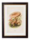 Quality Glass Fronted Framed Print, c.1913 Edible Mushrooms Framed Wall Art PictureVintage Frog T/AFramed Print
