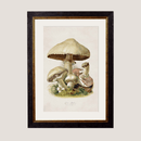 Quality Glass Fronted Framed Print, c.1913 Edible Mushrooms Framed Wall Art PictureVintage Frog T/AFramed Print