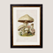 Quality Glass Fronted Framed Print, c.1913 Edible Mushrooms Framed Wall Art PictureVintage Frog T/AFramed Print