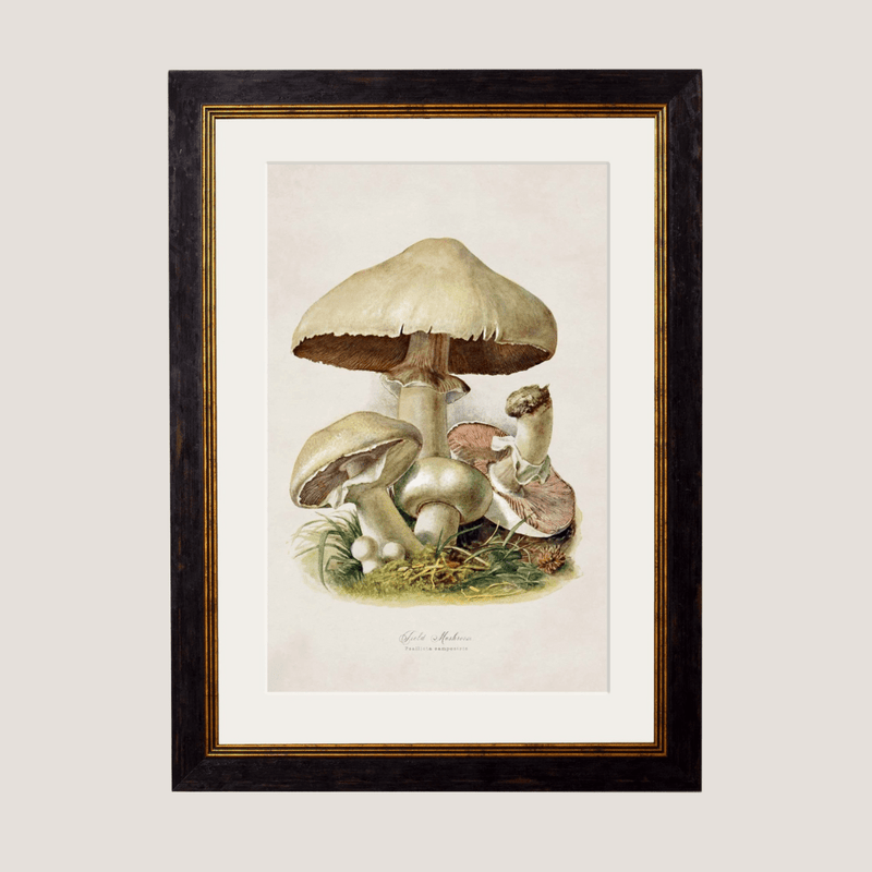 Quality Glass Fronted Framed Print, c.1913 Edible Mushrooms Framed Wall Art PictureVintage Frog T/AFramed Print