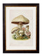 Quality Glass Fronted Framed Print, c.1913 Edible Mushrooms Framed Wall Art PictureVintage Frog T/AFramed Print