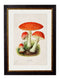 Quality Glass Fronted Framed Print, c.1913 Fly Agaric Framed Wall Art PictureVintage Frog T/AFramed Print