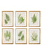 Quality Glass Fronted Framed Print, Collection of 6 Ferns Framed Wall Art PictureVintage Frog T/AFramed Print