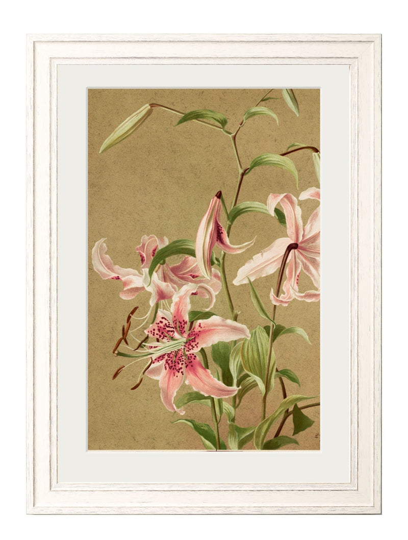 Quality Glass Fronted Framed Print, Floral Group Framed Wall Art PictureVintage Frog T/AFramed Print