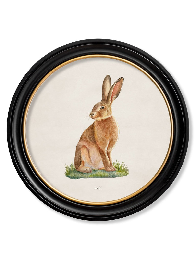 Quality Glass Fronted Framed Print, Hare - Round Frame Framed Wall Art PictureVintage Frog T/AFramed Print