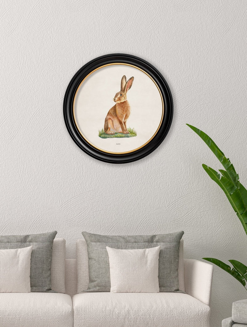 Quality Glass Fronted Framed Print, Hare - Round Frame Framed Wall Art PictureVintage Frog T/AFramed Print