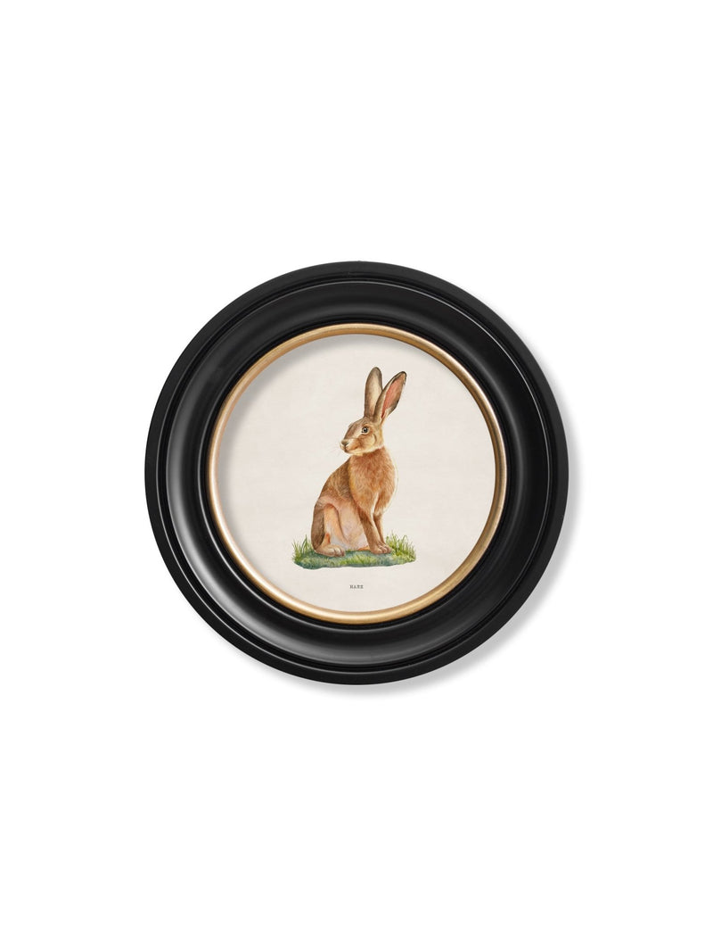 Quality Glass Fronted Framed Print, Hare - Round Frame Framed Wall Art PictureVintage Frog T/AFramed Print