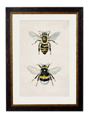 Quality Glass Fronted Framed Print, Honey and Bumble Bee Framed Wall Art PictureVintage Frog T/AFramed Print