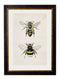 Quality Glass Fronted Framed Print, Honey and Bumble Bee Framed Wall Art PictureVintage Frog T/AFramed Print
