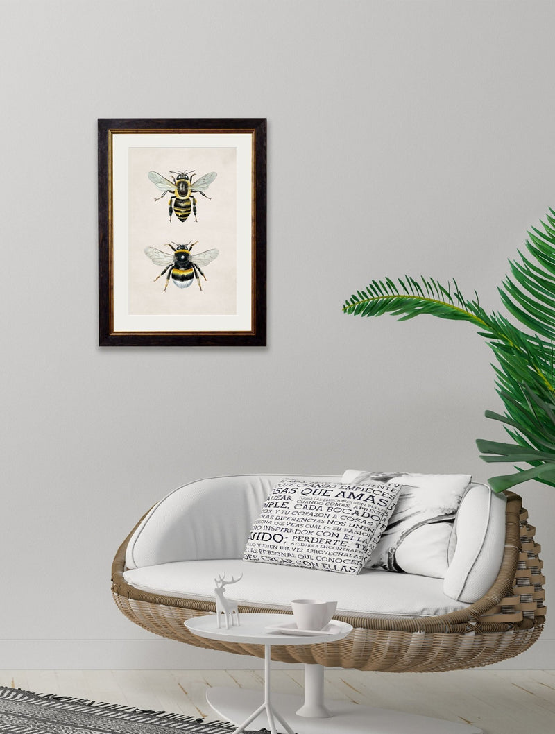 Quality Glass Fronted Framed Print, Honey and Bumble Bee Framed Wall Art PictureVintage Frog T/AFramed Print