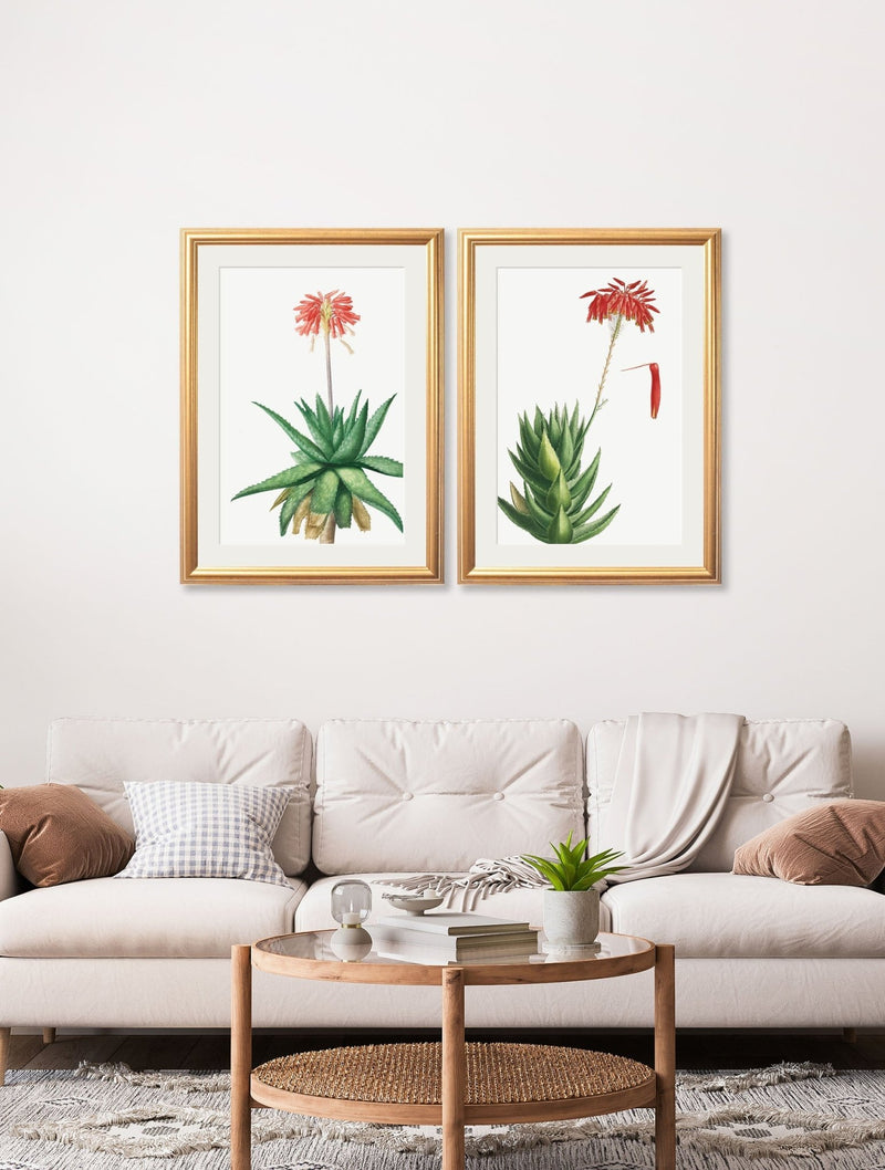 Quality Glass Fronted Framed Print, Red Floral Illustrations Set of 2 Prints Framed Wall Art PictureVintage Frog T/AFramed Print