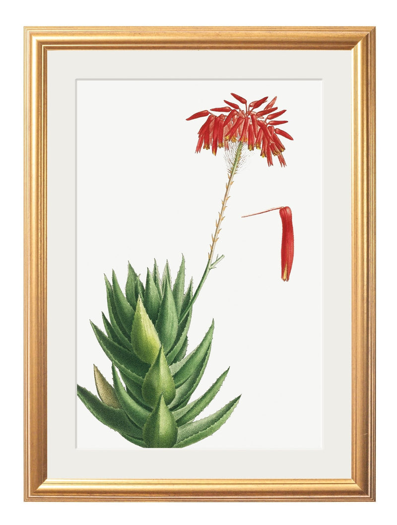 Quality Glass Fronted Framed Print, Red Floral Illustrations Set of 2 Prints Framed Wall Art PictureVintage Frog T/AFramed Print