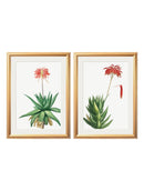 Quality Glass Fronted Framed Print, Red Floral Illustrations Set of 2 Prints Framed Wall Art PictureVintage Frog T/AFramed Print