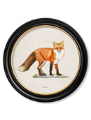 Quality Glass Fronted Framed Print, Red Fox - Round Frame Framed Wall Art PictureVintage Frog T/AFramed Print