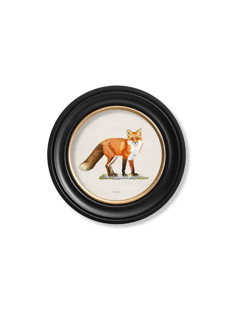 Quality Glass Fronted Framed Print, Red Fox - Round Frame Framed Wall Art PictureVintage Frog T/AFramed Print