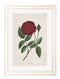 Quality Glass Fronted Framed Print, Rose Floral Illustrations Framed Wall Art PictureVintage Frog T/AFramed Print