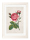 Quality Glass Fronted Framed Print, Rose Floral Illustrations Framed Wall Art PictureVintage Frog T/AFramed Print