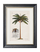 Quality Glass Fronted Framed Print, Studies of Palms Framed Wall Art PictureVintage Frog T/AFramed Print