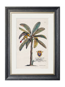 Quality Glass Fronted Framed Print, Studies of Palms Framed Wall Art PictureVintage Frog T/AFramed Print