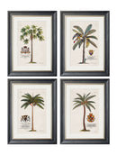 Quality Glass Fronted Framed Print, Studies of Palms Framed Wall Art PictureVintage Frog T/AFramed Print