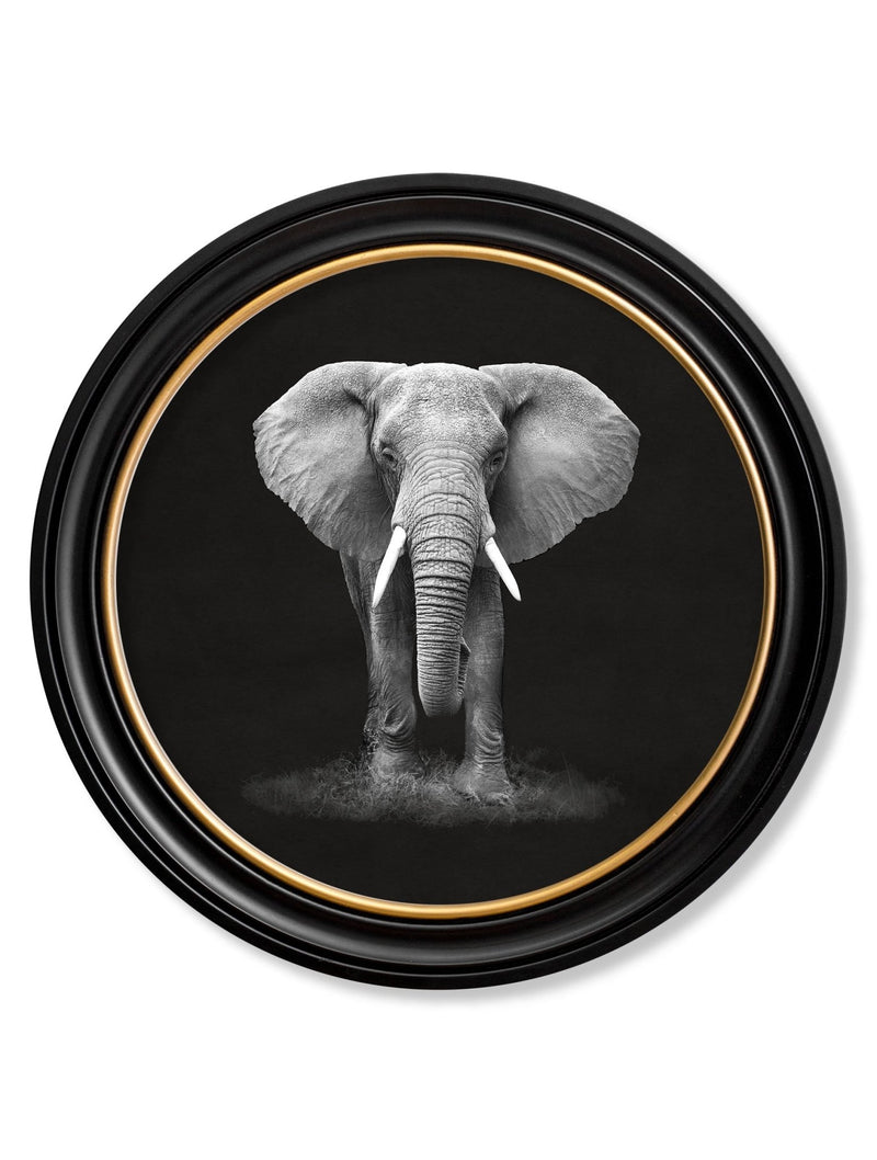 Quality Glass Fronted Framed Print, Wildlife Photography - Elephant - Round Frame Framed Wall Art PictureVintage Frog T/AFramed Print