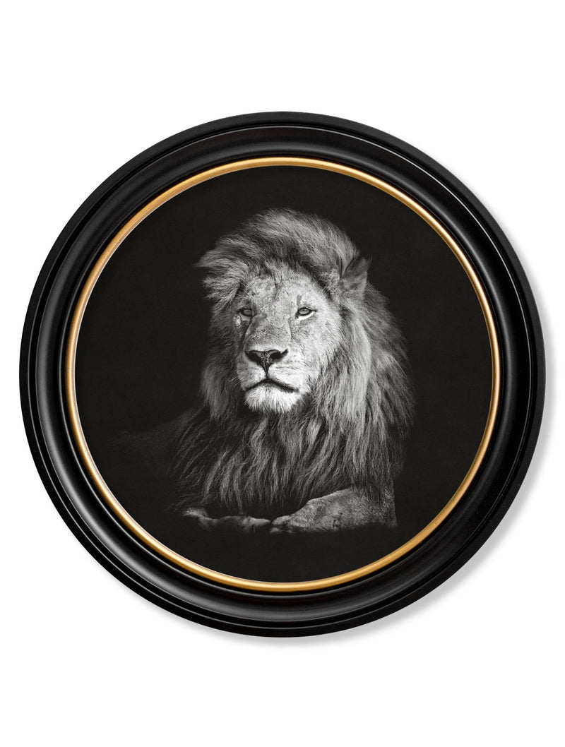 Quality Glass Fronted Framed Print, Wildlife Photography - Lion - Round Frame Framed Wall Art PictureVintage Frog T/AFramed Print