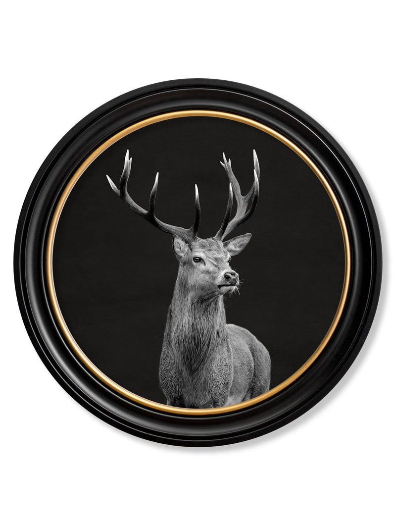 Quality Glass Fronted Framed Print, Wildlife Photography - Red Deer - Round Frame Framed Wall Art PictureVintage Frog T/AFramed Print