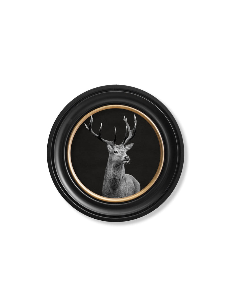 Quality Glass Fronted Framed Print, Wildlife Photography - Red Deer - Round Frame Framed Wall Art PictureVintage Frog T/AFramed Print