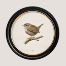 Quality Glass Fronted Framed Print, Wren in Round Frame Framed Wall Art PictureVintage Frog T/AFramed Print