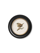 Quality Glass Fronted Framed Print, Wren in Round Frame Framed Wall Art PictureVintage Frog T/AFramed Print