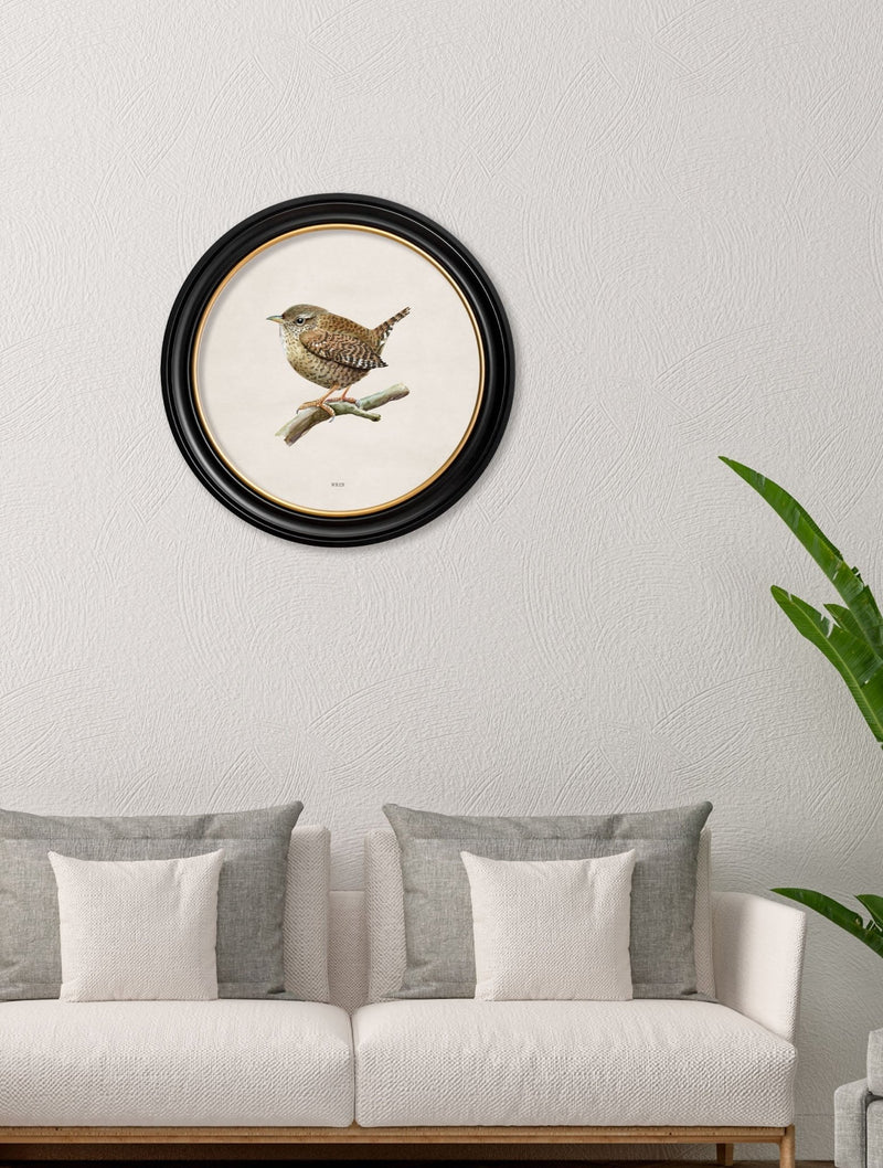 Quality Glass Fronted Framed Print, Wren in Round Frame Framed Wall Art PictureVintage Frog T/AFramed Print