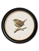 Quality Glass Fronted Framed Print, Wren in Round Frame Framed Wall Art PictureVintage Frog T/AFramed Print