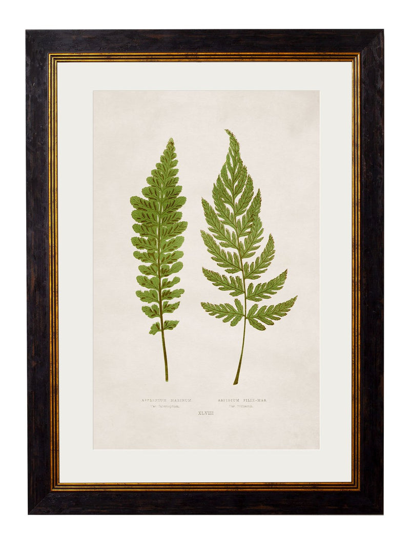 Framed British Fern Prints - Referenced From Botanical 1800s Illustrat ...
