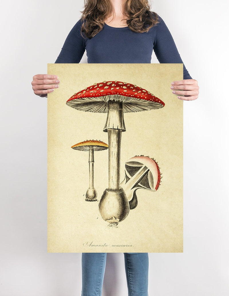 Amanita Mushroom Poster Illustration Print On Canvas, Wall Hanging Decor PictureVintage FrogPictures & Prints