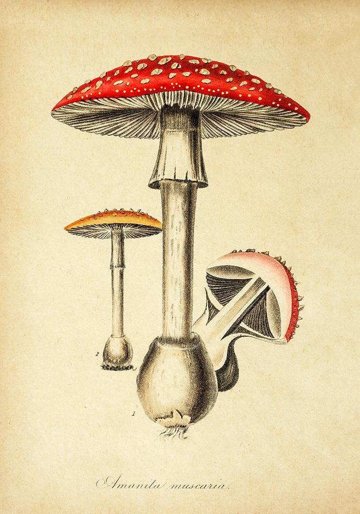 Amanita Mushroom Poster Illustration Print On Canvas, Wall Hanging Decor PictureVintage FrogPictures & Prints