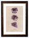 Amethyst Crystal Gemstone Artwork Print. Framed Healing Crystal Wall Art PictureVintage Frog T/APictures & Prints