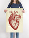 Anatomical Human Heart Vintage Poster Illustration Print On Canvas, Wall Hanging Decor PictureVintage FrogPictures & Prints
