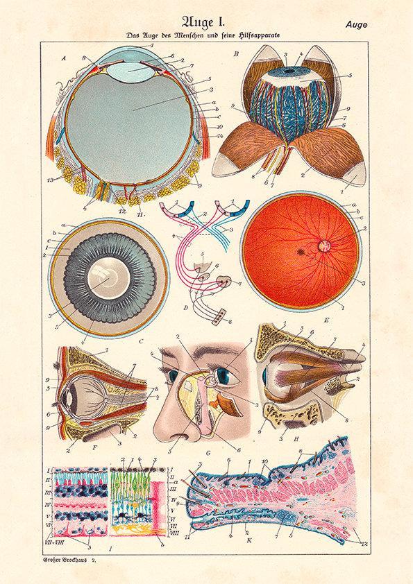 Anatomy of The Human Eye Poster Illustration Print On Canvas, Wall Hanging Decor PictureVintage FrogPictures & Prints