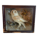 Antique Cased Taxidermy of a Barn Owl and Gold FinchesVintage FrogFurniture